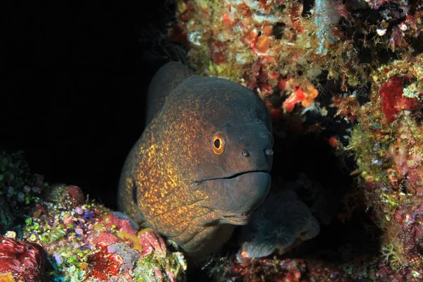 Κίτρινες άκρες moray Φωτογραφία Αρχείου