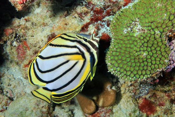 Meyer'ın Butterflyfish — Stok fotoğraf