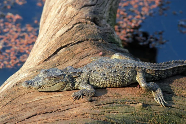 Baby-Krokodil — Stockfoto