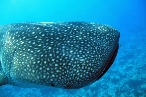 Tiburón ballena — Foto de Stock