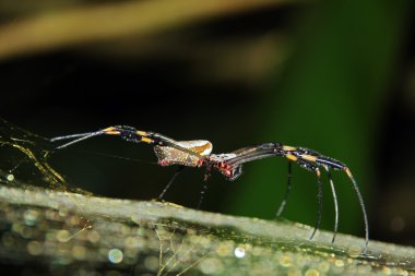 altın ipek orb weaver
