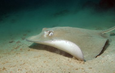 Güney stingray Yüzme