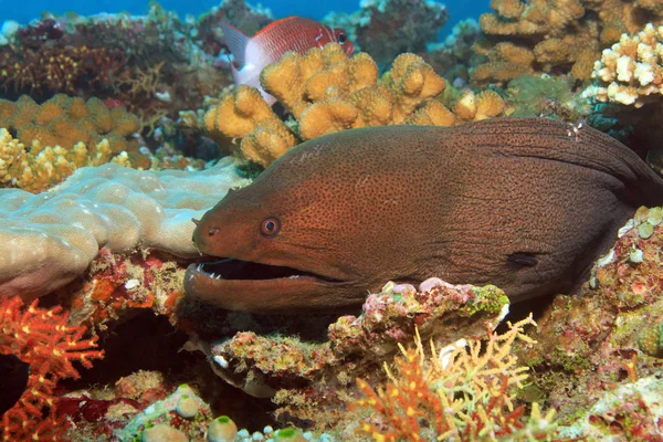 Enguia moray gigante — Fotografia de Stock