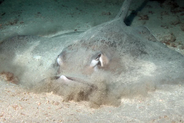 Stingray du Sud se cachant dans le sable — Photo