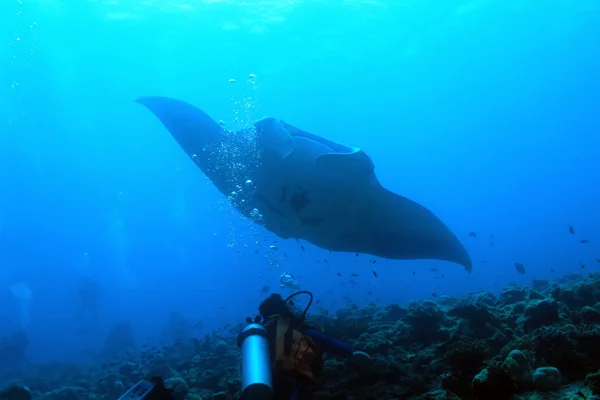 Manta Ray πέρα από τον ύφαλο Εικόνα Αρχείου