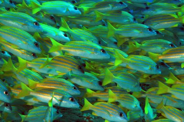 okul bluestripe snappers