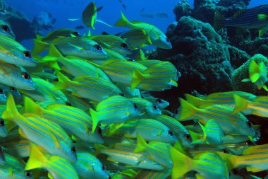 okul bluestripe snappers