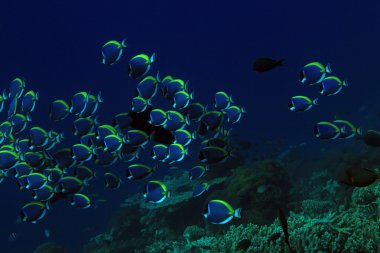 Powderblue okul surgeonfish
