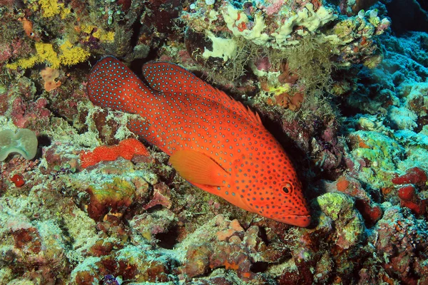 Agrupador de corais — Fotografia de Stock