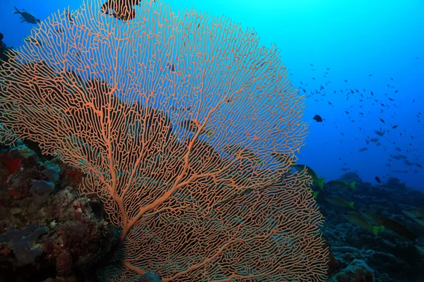 Abanico gorgonian coral — Foto de Stock
