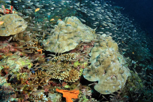 Barriera corallina e scolarizzazione dei pesci — Foto Stock