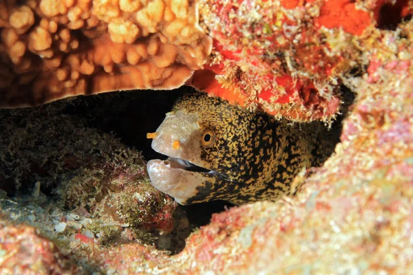 Snowflake Moray Eel — Stock Photo, Image