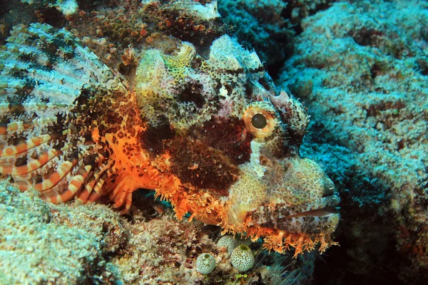 Sakallı scorpionfish Telifsiz Stok Imajlar