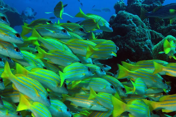 Okul bluestripe snappers Stok Fotoğraf