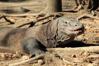 Komodo Ejderi