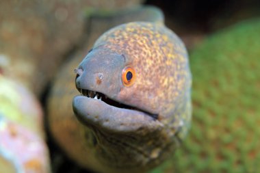 Sarı kenarlı moray