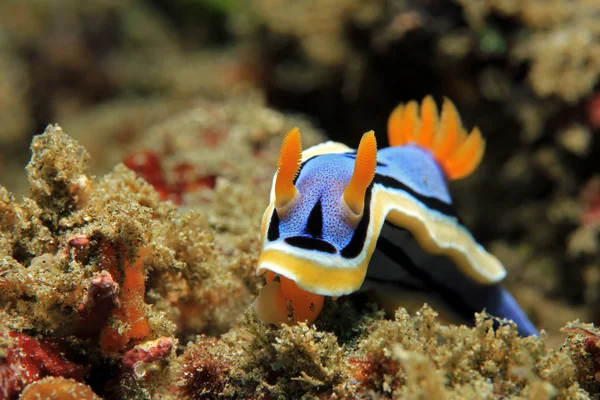 Chromodoris Annae — 图库照片