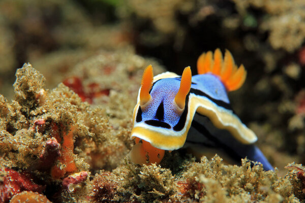 Chromodoris Annae