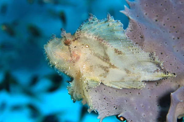 Liść scorpionfish — Zdjęcie stockowe