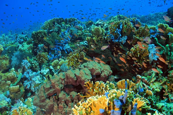 Coral Reef — Stock Photo, Image