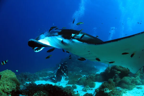 Manta Ray — Stock Photo, Image