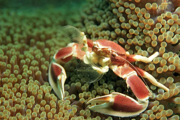 斑点的瓷蟹 — 图库照片