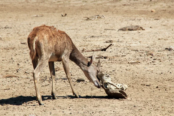 Timor Hirsch — Stockfoto