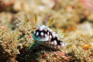 Chromodoris Geometrica