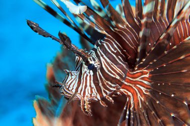 ortak lionfish