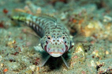 Kafesli Sandperch