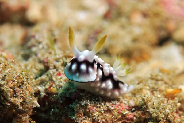 Chromodoris Geometrica — стокове фото