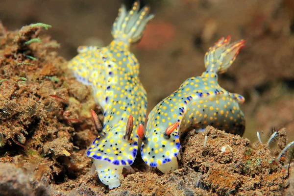 Hypselodoris Kanga Çift