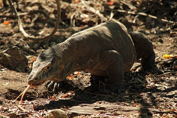 Dragão de Komodo — Fotografia de Stock