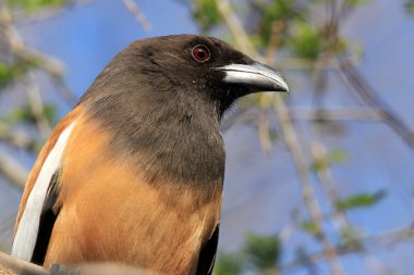 Kızılca treepie