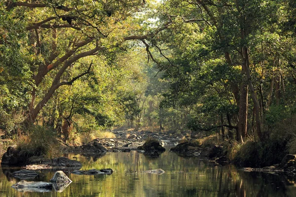 Kanha parque nacional — Fotografia de Stock