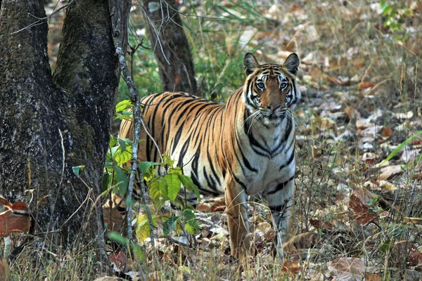 Bengaalse tijger — Stok fotoğraf