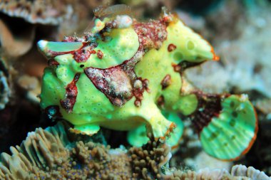 Palyaço frogfish