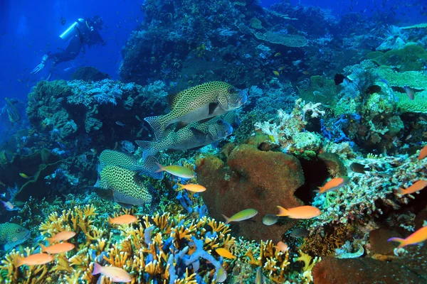 Coral Reef Komodo — Zdjęcie stockowe