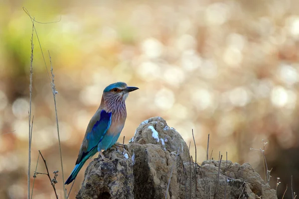 Indiase roller — Stockfoto