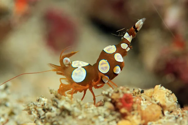 Squat Shrimp — Stock Photo, Image