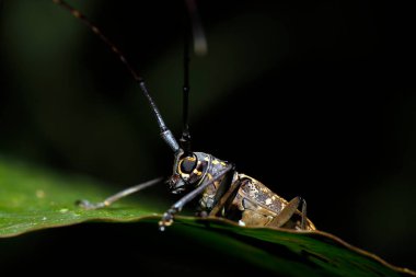 Longhorn Beetle (Epeotes luscus). Danum Vadisi, Sabah. Borneo, Malezya