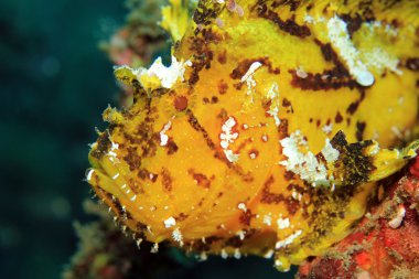 Yaprak Scorpionfish yakın çekim