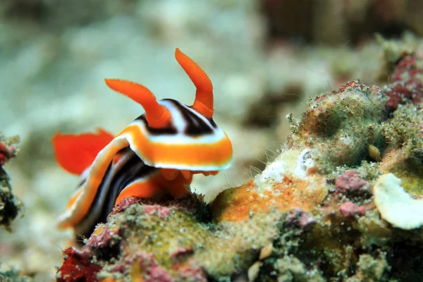 chromodoris magnifica omurgasızını