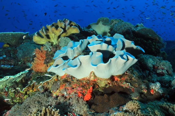 Коралловый риф Бали — стоковое фото