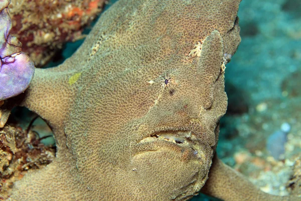 Гігантський Frogfish Закри — стокове фото