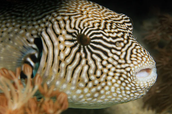 Map Pufferfish Close-up — Stock Photo, Image