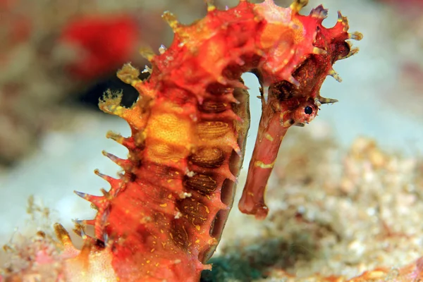 Seahorse spiny close-up — Fotografia de Stock