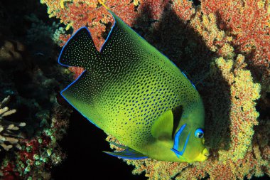Kur'an Angelfish, Bali