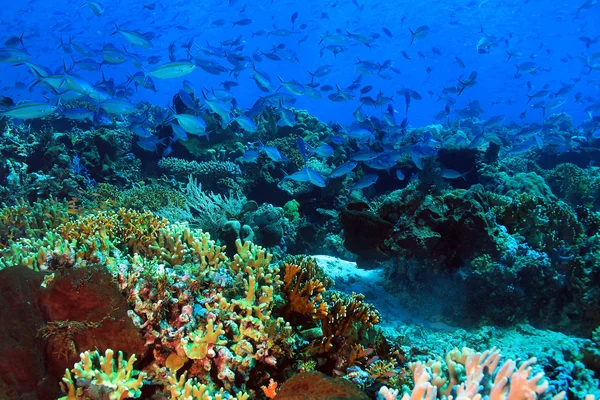 Komodo κοραλλιογενή ύφαλο — Φωτογραφία Αρχείου