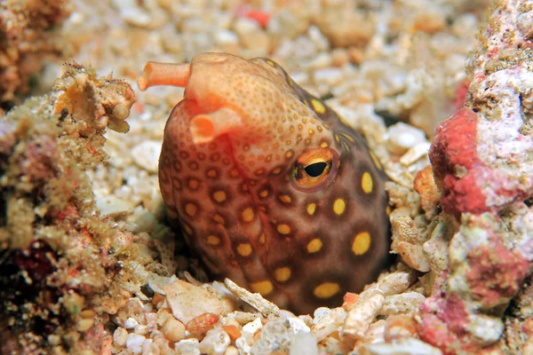 Vieläugiger Schlangenaal — Stockfoto